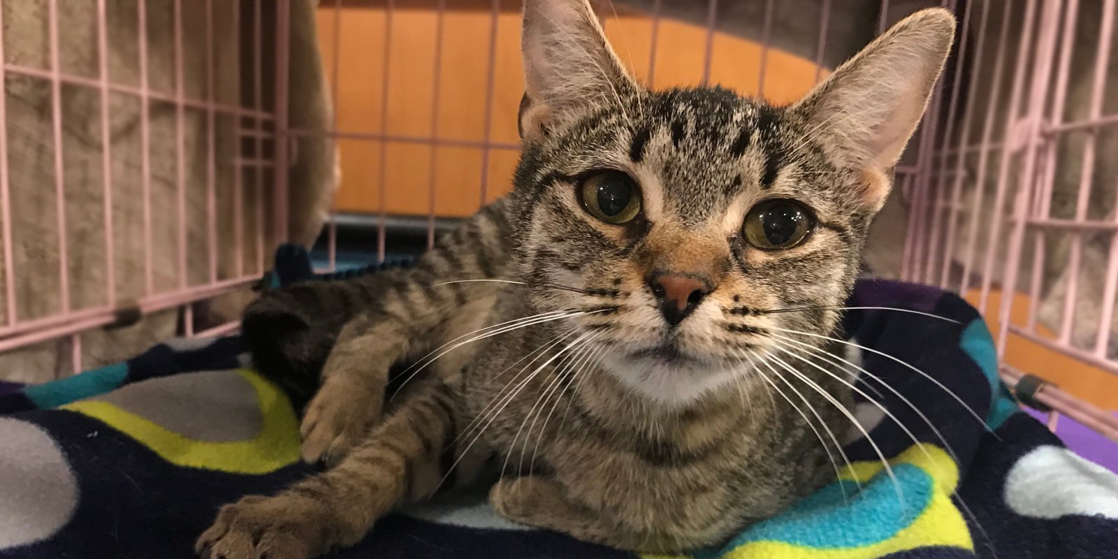 Marvelous, adoptable female tabby cat